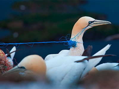 Naturschutzgebiet Lummenfelsen Basstölpel (Morus Bassanus) im Todeskampf - Nordseeinsel Helgoland