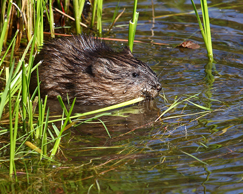 Ondatra zibethicus CT