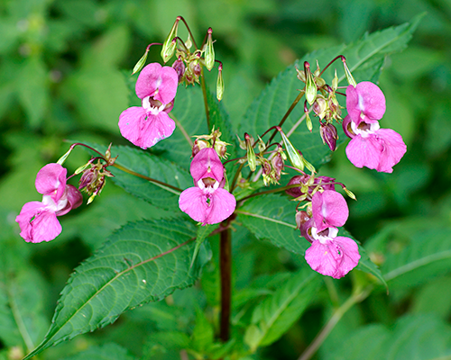 Impatiens glandulifera Royle (7677070626)