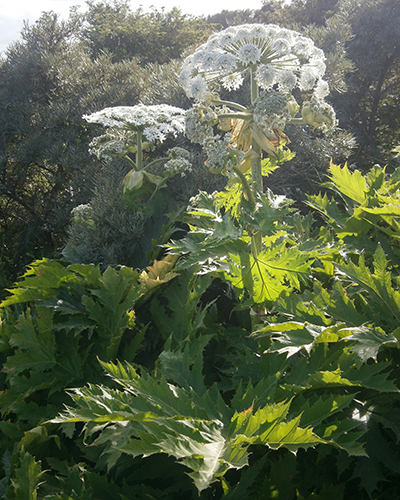 Heracleum mantegazzianum 001