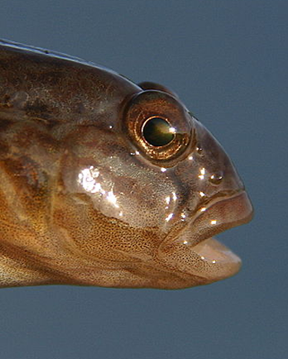 Head of a round goby 2