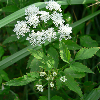 Schmalblättriger Merk, Bild