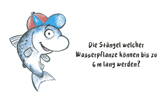 Tafel20_Lennard_Lachs_Bubble