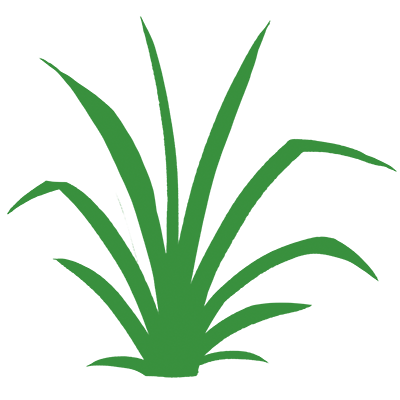 Tafel20 Wasserpflanze Bild