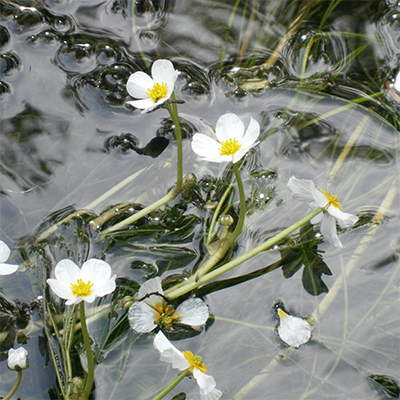 Flutender Wasserhahnenfuß Bild