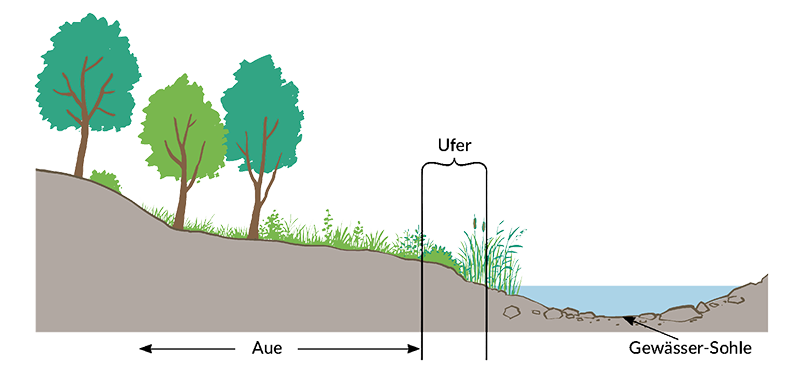 Gewässerquerschnitt, Illustration: Bernhard Speh