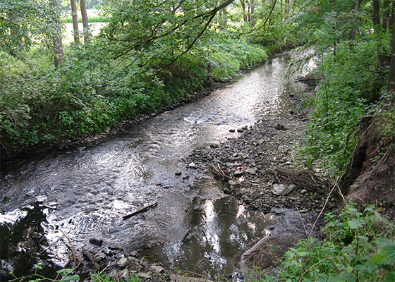 Flussabschnitt der Gewässerstrukturgüte 1-2 – Werre Holzhauser Bruch