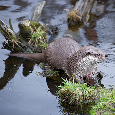 European otter 02