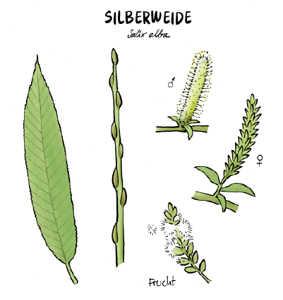 Tafel6_Weide_Zeichnung_Bild