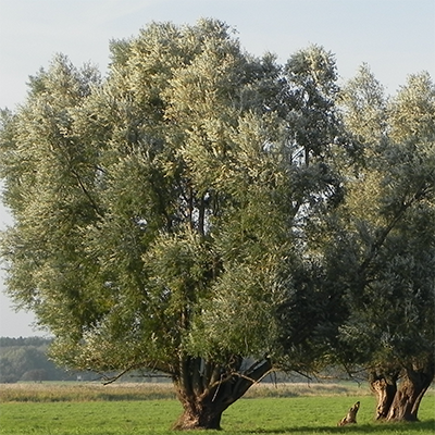 Kopfweiden alt Günzer Vogelwiesen